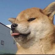 劉小勇的个人资料头像