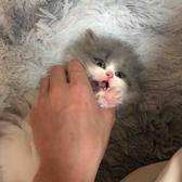 詹小哥yooo头像