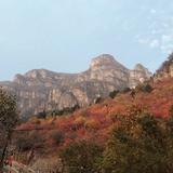 小枫叶遍地红头像