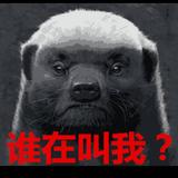 突然541头像
