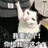 正能量小猫ykZ头像