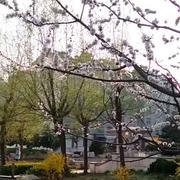 Alice二号的个人资料头像