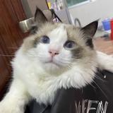 小钒没有烦恼鸭头像