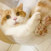 迈向高级前端的个人资料头像