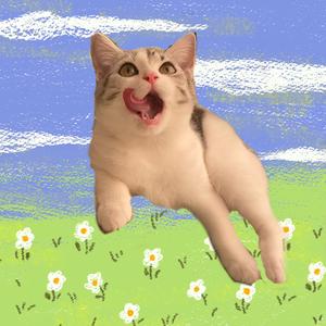 bugu是只猫头像