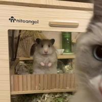 神秘小红花KUf头像