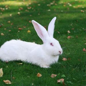 翱翔的兔小懒兔影视头像
