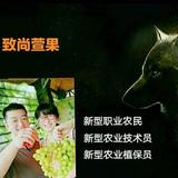 致尚萱果草莓采摘头像