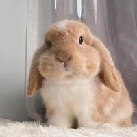 奋发饭团0Xo头像