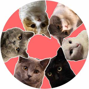 小谷谷和六只猫的日常头像