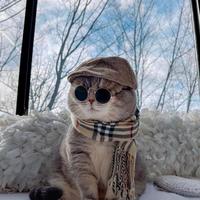 冬tian里De猫头像