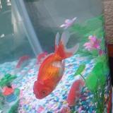 勇敢的春风n4头像