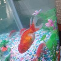 勇敢的春风n4头像