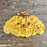 忘忧君850的个人资料头像