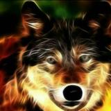 狼博士哈哈头像