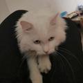 吃草猫猫头像