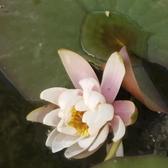 沉着菠萝gEW头像
