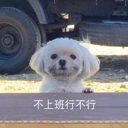 咕噜不想写代码的个人资料头像