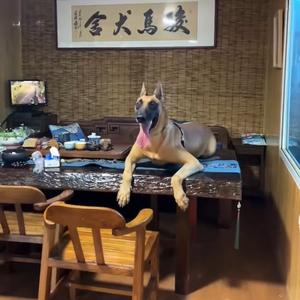 青岛高端马犬头像