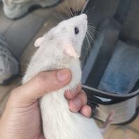 老板来个牛头像