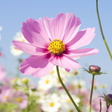 爱思考衡水8l0头像