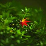漫天星河头像