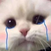 木头水母的个人资料头像