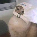 LLszzz的个人资料头像