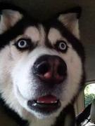 BUG_制造机的个人资料头像