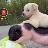 乘风破浪Bb313头像