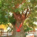 心存善念若种善因必有福报头像