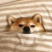 山雨林的个人资料头像
