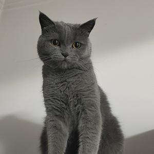 二妞是只猫头像