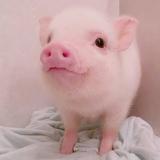 A简明先生头像