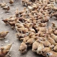 岛上自由人啊龙头像