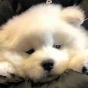 我是个什么笨猪的个人资料头像