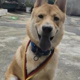纯电车崛起头像