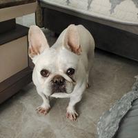 我的凯迪猫123456头像