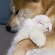 地瓜就是我85054的个人资料头像