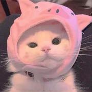 xgdxx的个人资料头像