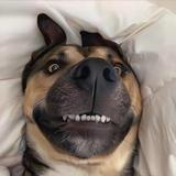 豪儿哥1头像