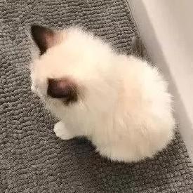 快乐的小翎头像