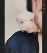 霍莉雪莉的个人资料头像