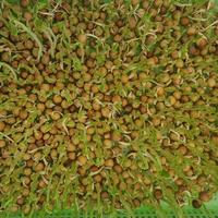 太复杂的阿福头像