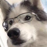 白首太玄经的个人资料头像