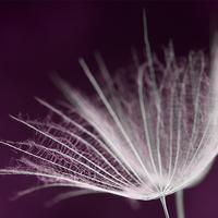 奋发安德烈娅2Z5头像