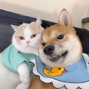 排骨最好炖土豆的个人资料头像