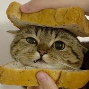 Ahora的个人资料头像