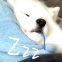 爱的吃黑猫头像