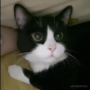 骑着猪追火车的个人资料头像